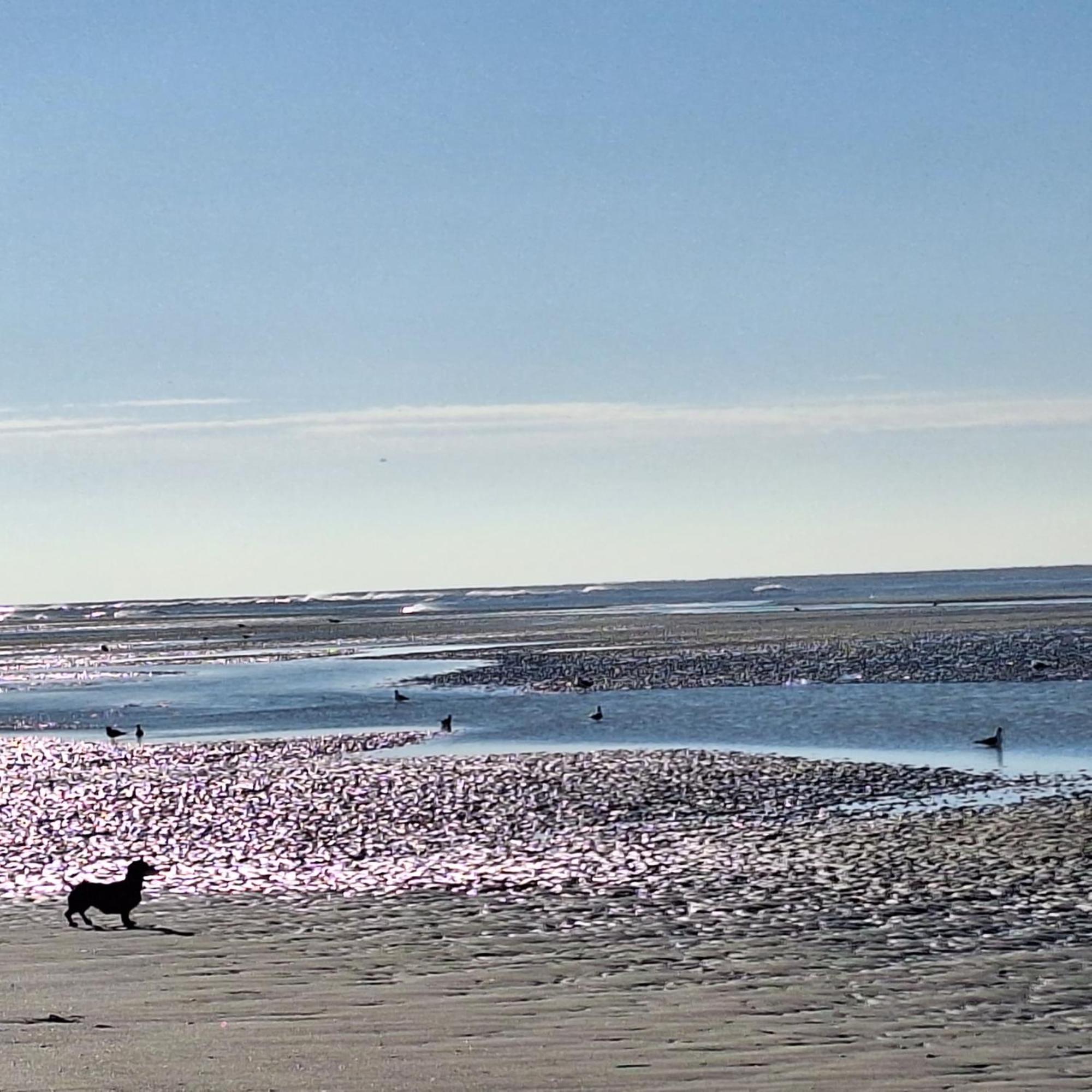 Les Vagues, Terrasse Rez-de-ch, Parking Gratuit, Animal Bienvenu Et A Pied Apartment *